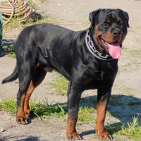 Cuccioli rottweiler