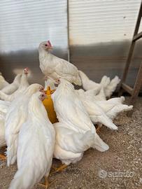Galline livornesi 
