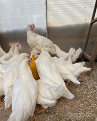 Galline livornesi 