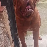 Dogue de bordeaux