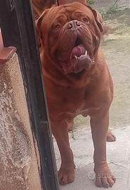 Dogue de bordeaux