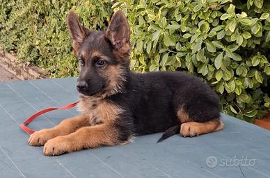 Cuccioli con pedigree Pastore Tedesco