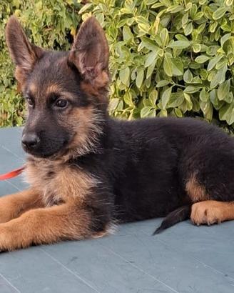 Cuccioli con pedigree Pastore Tedesco