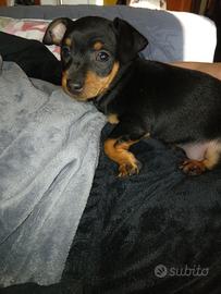 Cuccioli pinscher