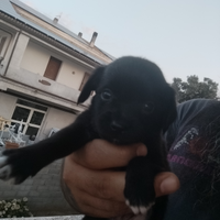 Cucciolo incrocio Pincher/chihuahua