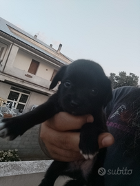 Cucciolo incrocio Pincher/chihuahua