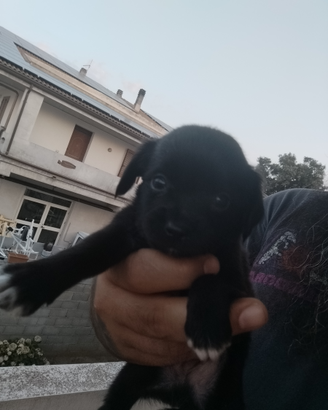 Cucciolo incrocio Pincher/chihuahua