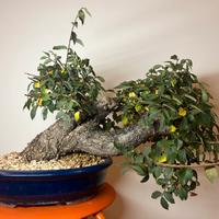 Bonsai di Olmo