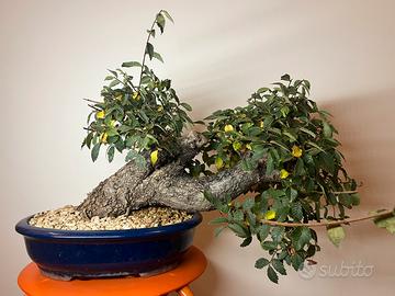Bonsai di Olmo