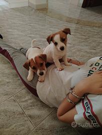 Cucciola di jack Russell 3 mesi
