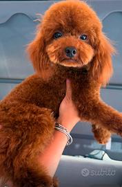 Balu disponibile per monta