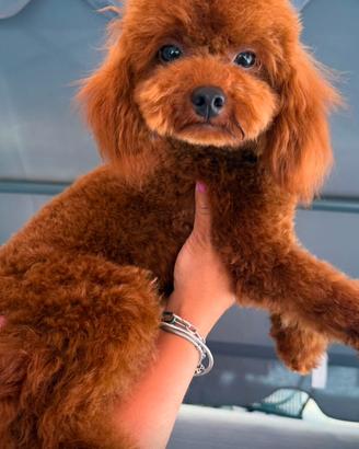 Balu disponibile per monta