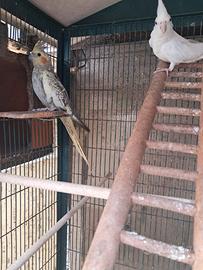 Uccelli