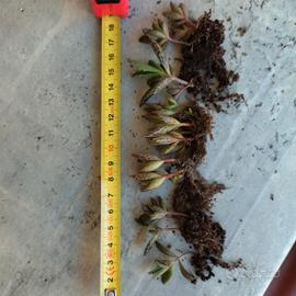 kalanchoe daigremontiana - calancole 