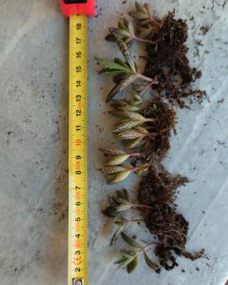 kalanchoe daigremontiana - calancole 