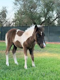 Piccola Pony
