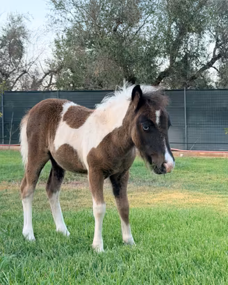 Piccola Pony