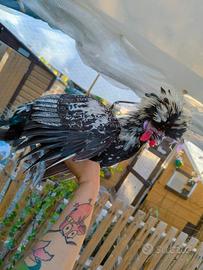 Gallo Padovana
