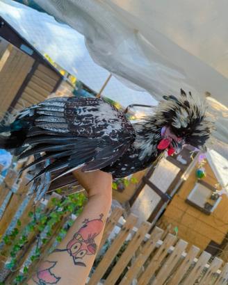 Gallo Padovana
