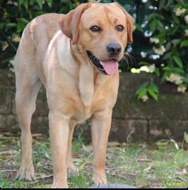 Labrador maschio per monta
