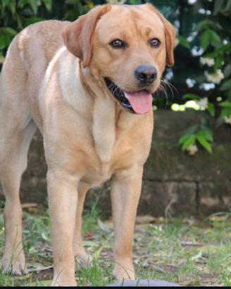 Labrador maschio per monta