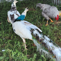 Coppia pavone arlecchino