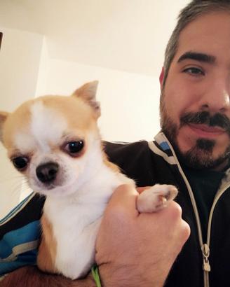 Cuccioli di Chihuahua