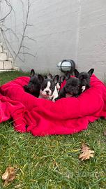 Cuccioli di Bulldog francese