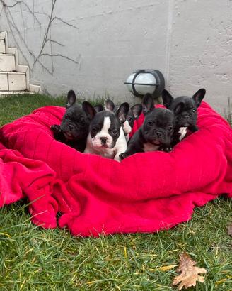 Cuccioli di Bulldog francese