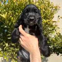 Cuccioli di cocker spaniel inglese