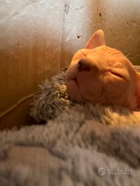 Sphynx