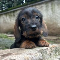 Cuccioli di Bassotto a Pelo Duro taglia nana