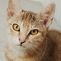 Asia gattina tigrata tricolore