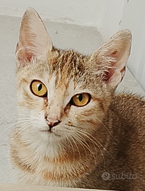 Asia gattina tigrata tricolore