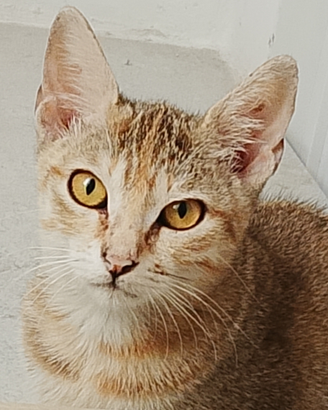 Asia gattina tigrata tricolore