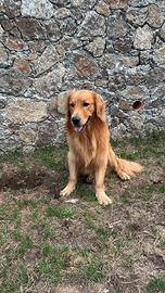 Golden retriver maschio