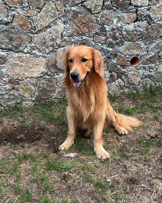 Golden retriver maschio