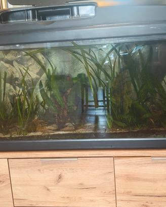 acquario 100 litri 