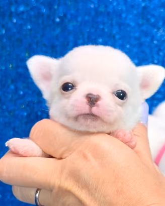 Chihuahua mini toy maschio con pedigree ENCI