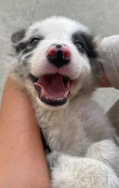 Cucciolo border collie