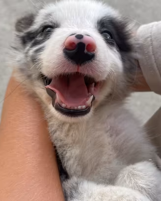 Cucciolo border collie