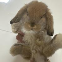 Coniglietto Ariete Nano Miniloop