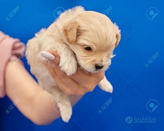 Maltipoo toy