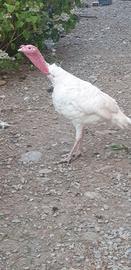 Tacchino maschio