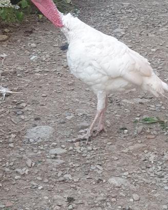 Tacchino maschio