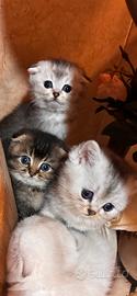 Gattini Scottish fold/straigth