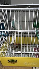 Cocorito di 4 mesi maschio