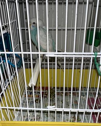 Cocorito di 4 mesi maschio