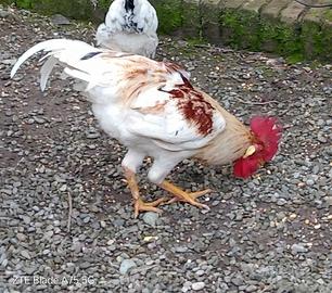 Gallo da riproduzione