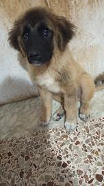 Cucciola pastore del Caucaso